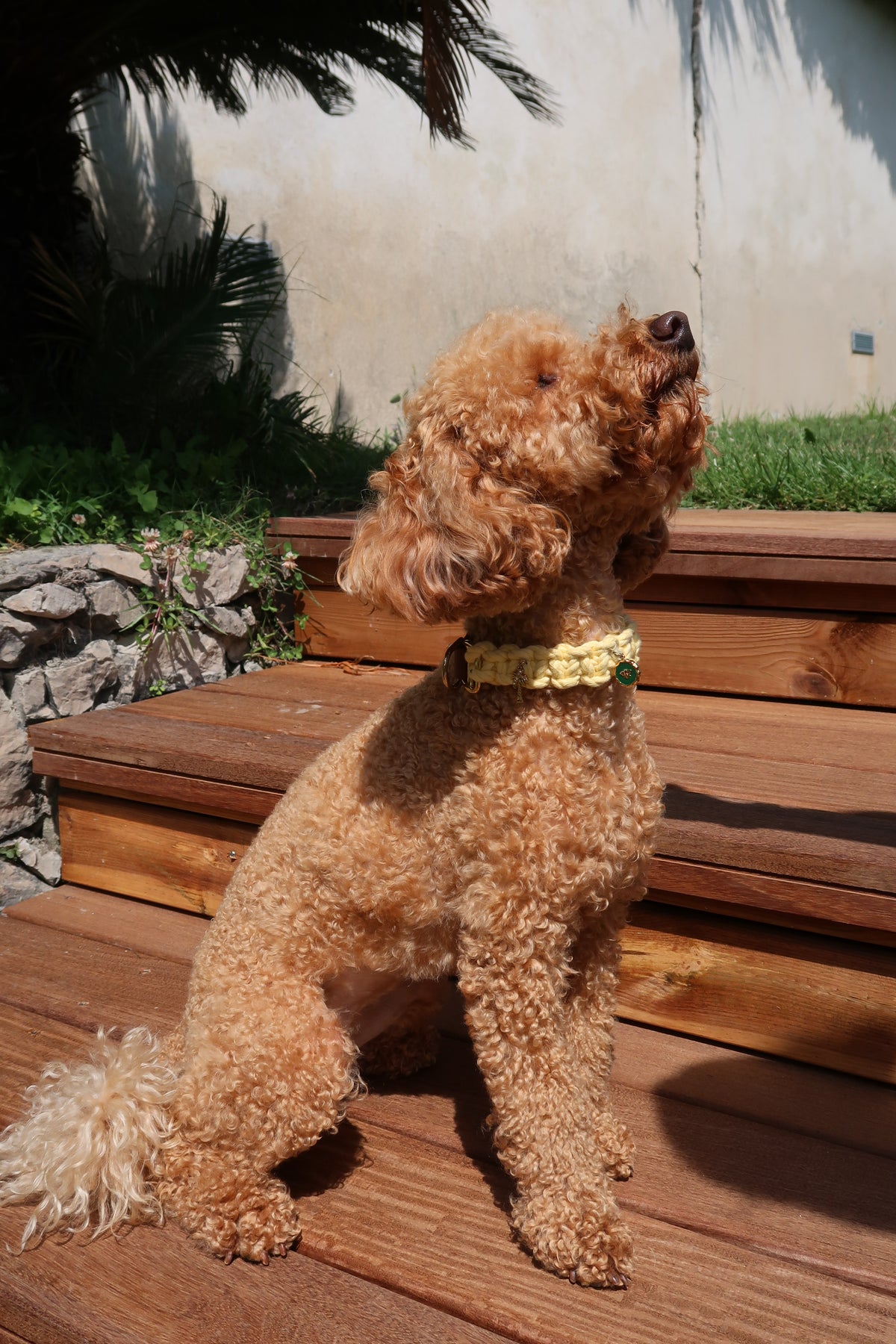 Cigala — Collier jaune S